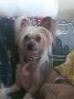 Hibacka's Willie Garvin Chinese Crested