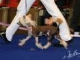 Genji Little Champs Chinese Crested