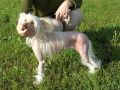 Pensi Chinese Crested