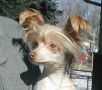 Elan Who's Your Daddy Chinese Crested