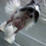 Escada's On Parade Chinese Crested