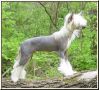 Woodlyn The Great Pretender Chinese Crested