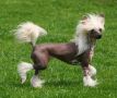 Tri-Cas Sweet N' Eazy Loria Chinese Crested