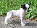 Joyway's Zydn Yztv Chinese Crested