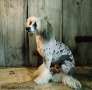Belshaw's Las Vegas Chinese Crested