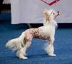 Be My Dog's Tap N Boogie Chinese Crested