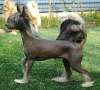 Happy Dancing Fancy Fairytale Chinese Crested