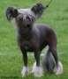 Belshaw's Un Amour Chinese Crested