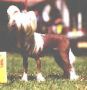 Apocodeodar Pink Panther Chinese Crested