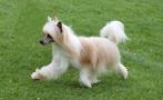 Shadow White Faberge Chinese Crested