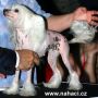 Royalgift Queen Cleopatra Chinese Crested