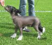 Shadowgame's Hot Rumour Chinese Crested