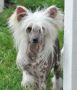 Hexet Little Champs Chinese Crested