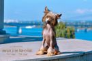 Aurum Time Rock'n Roll Chinese Crested