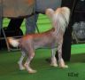 Moonswift Golden Spirit From Utopiangold Chinese Crested