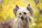 Vancouver For Sunrise Island Chinese Crested