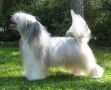 Teddy Bear From Graceful Orchid Chinese Crested