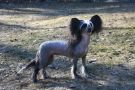 Mooncrest Cinderella Chinese Crested