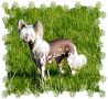Jonbrecy's Redland Rosemary Chinese Crested