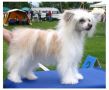 Hebblas Ace Of Enchanter Chinese Crested