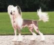 Prefix Hold Your Horses Chinese Crested
