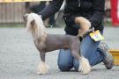 Shanel Glamour Sky Blue Pearl Chinese Crested