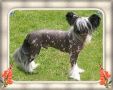 Belshaw's Sparkling Pear Chinese Crested