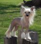 Crestyle Can't Touch This HL Chinese Crested