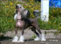 Sippelins Mystery Man Chinese Crested