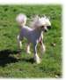 Little Dog Of Dream Marko Chinese Crested