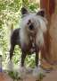 Krishna's India Of Marijo's Chinese Crested
