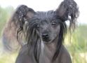 Maggi Chinese Crested