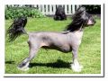 Debless One's Xi'an-Mrbig Chinese Crested