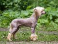 Zholesk You'll Think Of Me Chinese Crested