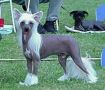 Maldinis Champagne Cond Chinese Crested