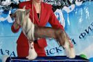 Alfa Laval It's My Showtime Chinese Crested