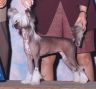 Puffin Photo Finish At Shomars Chinese Crested