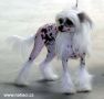 Quilaia  Fantasy Island  Chinese Crested