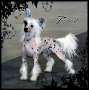 Canch Biss Bpiss Bpis Sassytails Tempting Fate Chinese Crested