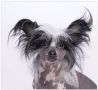 Shumllea Surprise Surprise with Konishiki Chinese Crested