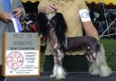Precious Moments N'Co Chinese Crested