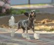 HitLine Ltd One Number One Chinese Crested
