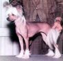 Winsalot Maiden Chyna Chinese Crested
