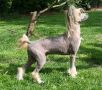 Tapscott's Houdini In Red Chinese Crested
