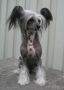 Qigous Kassiopeia Chinese Crested