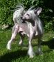 Sunstreaker Jinx Proof Chinese Crested