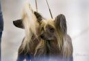 Dayana True Magnificence Chinese Crested
