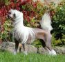 Forseti's Cola Vanilla Chinese Crested