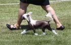 Crest-Vue Nothing To Lose Chinese Crested