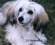 Secret Line's Light My Fire Chinese Crested